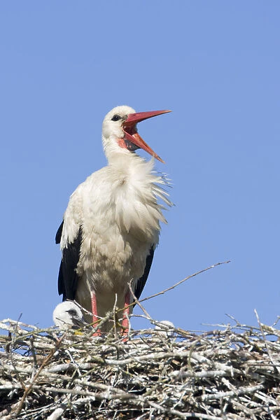 White stork (Ciconia ciconia) adult in breeding plumage on nest, calling, Lithuania