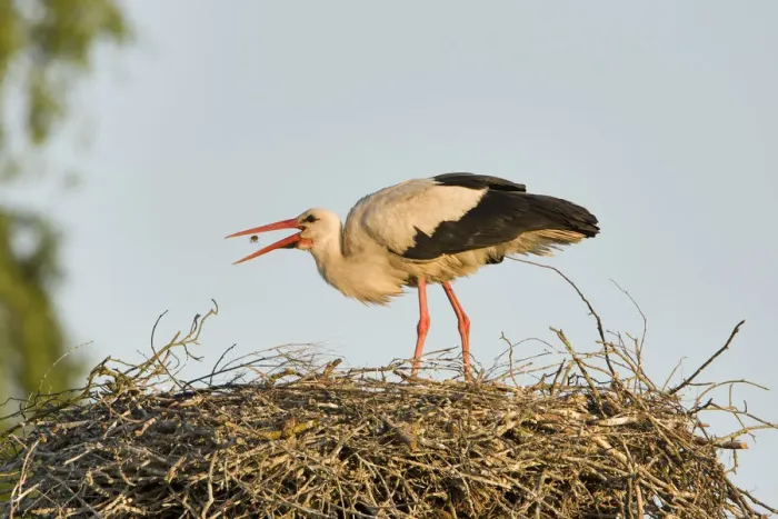 Framed Print : White stork (Ciconia ciconia) adult in breeding plumage, tossing food into beak to feed