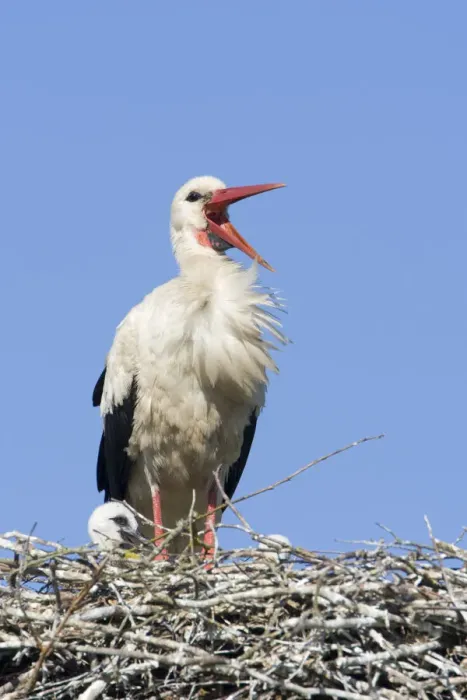 Framed Print : White stork (Ciconia ciconia) adult in breeding plumage on nest, calling, Lithuania