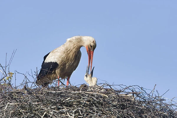 White stork (Ciconia ciconia) adult feeding chick at nest, Rusne, Nemunas Regional Park