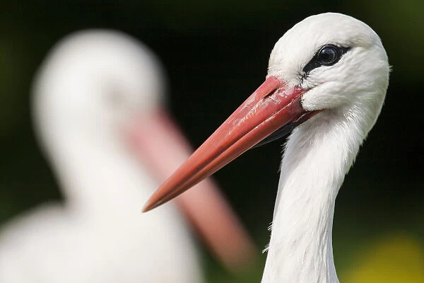 White stork (Ciconia ciconia) adult portrait, captive, Vogelpark Marlow, Germany, May