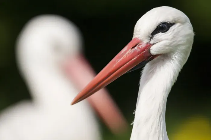 Framed Print : White stork (Ciconia ciconia) adult portrait, captive, Vogelpark Marlow, Germany, May