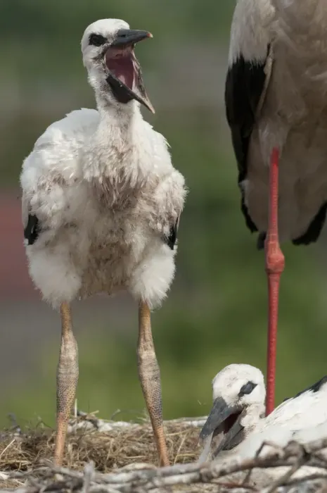 Framed Print : Two White stork (Ciconia Ciconia) chicks, one calling, Prypiat area, Turov, Belarus