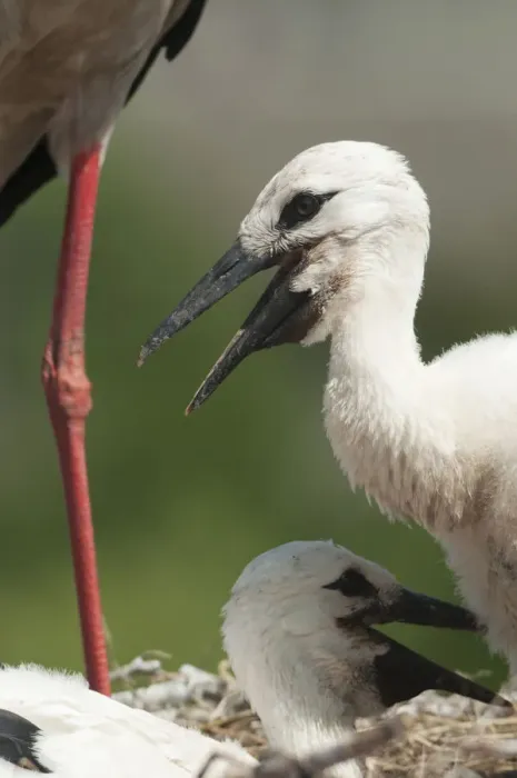 Framed Print : White stork (Ciconia ciconia) chicks in nest, Prypiat area, Turov, Belarus, June 2009