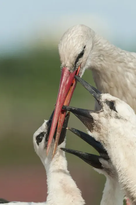 Framed Print : White stork (Ciconia ciconia) feeding three chicks, Prypiat area, Turov, Belarus