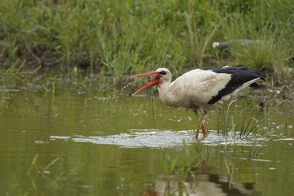 White Stork (Ciconia ciconia) feeding in water, Bulgaria, May 2008, sequence 3  /  3