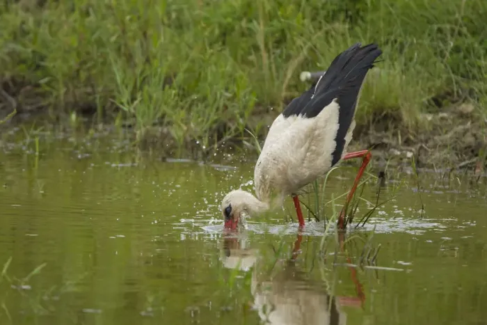 Framed Print : White Stork (Ciconia ciconia) feeding in water, Bulgaria, May 2008, sequence 2  /  3