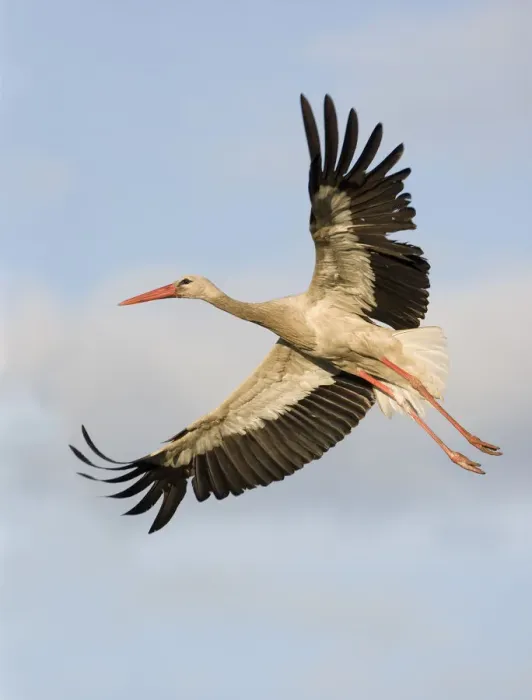 Framed Print : White stork (Ciconia ciconia) in flight, Rusne, Nemunas Regional Park, Lithuania