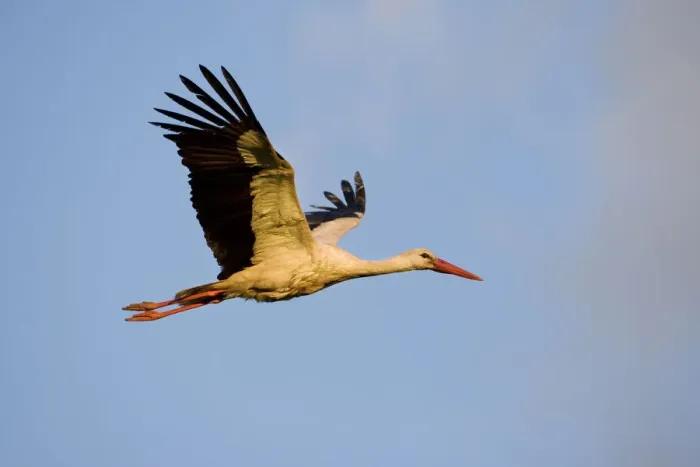 Framed Print : White stork (Ciconia ciconia) in flight, Nemunas regional reserve, Lithuania, June 2009