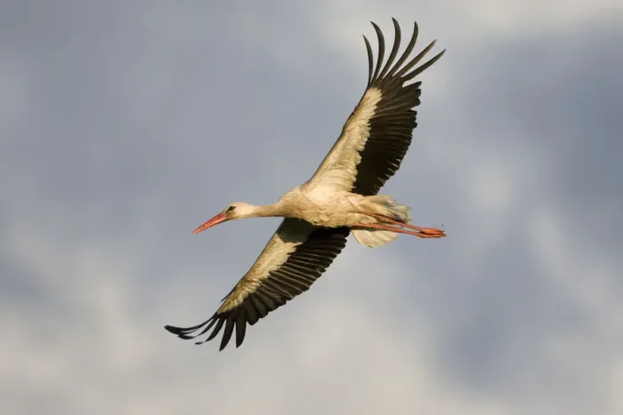 Framed Print : White stork (Ciconia ciconia) in flight, Nemunas regional reserve, Lithuania, June 2009