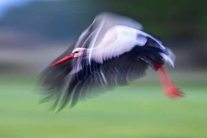 Framed Print : White stork (Ciconia ciconia) in flight, Lower Silesia, Poland. May