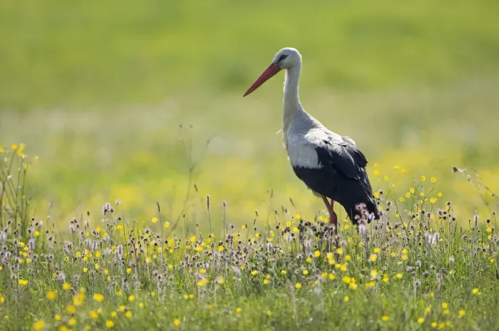 Framed Print : White stork (Ciconia ciconia) in flower meadow, Labanoras Regional Park, Lithuania