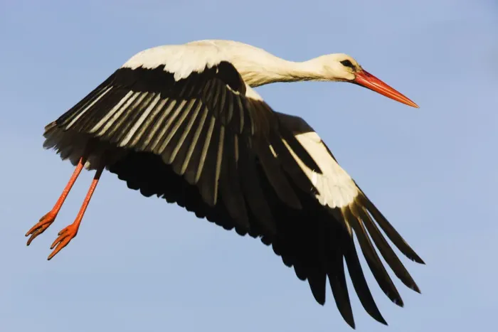 Framed Print : White stork (Ciconia Ciconia) flying, Pont du Gau, Camargue, France, May 2009