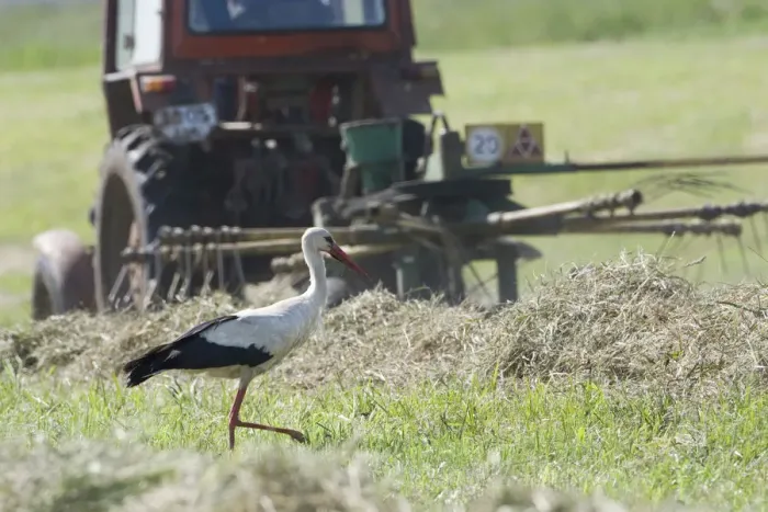 Framed Print : White stork (Ciconia ciconia) following tractor searching for insects amongst hay