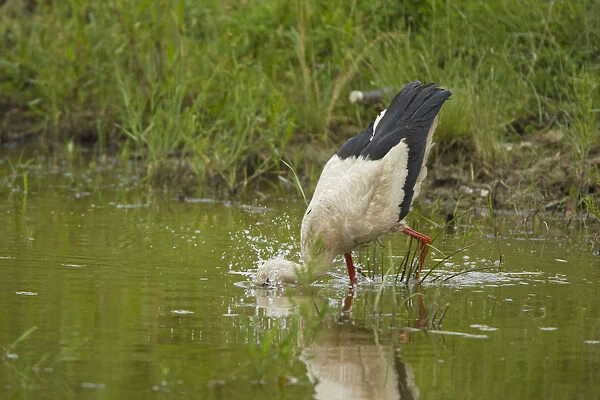 White Stork (Ciconia ciconia) with head underwater, feeding, Bulgaria, May 2008