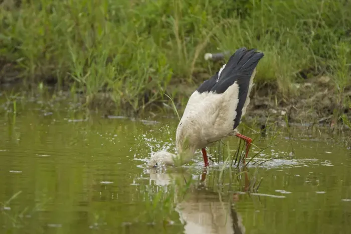 Framed Print : White Stork (Ciconia ciconia) with head underwater, feeding, Bulgaria, May 2008