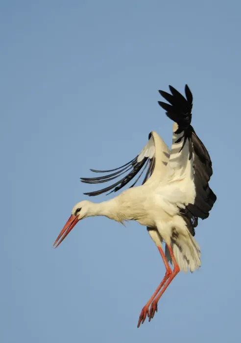 Framed Print : White stork (Ciconia ciconia) landing, La Serena, Extremadura, Spain, March 2009