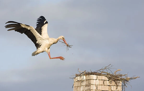 White stork (Ciconia ciconia) landing on chimney with nesting material, Rusne, Nemunas