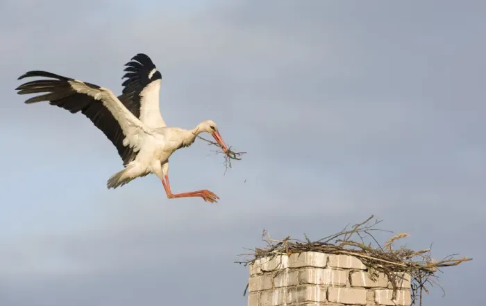 Framed Print : White stork (Ciconia ciconia) landing on chimney with nesting material, Rusne, Nemunas