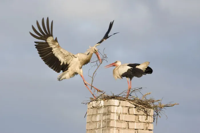 Framed Print : White stork (Ciconia ciconia) landing on chinmey with nesting material, Rusne, Nemunas