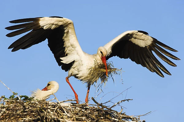 White stork (Ciconia Ciconia) landing on nest with building material, Pont du Gau