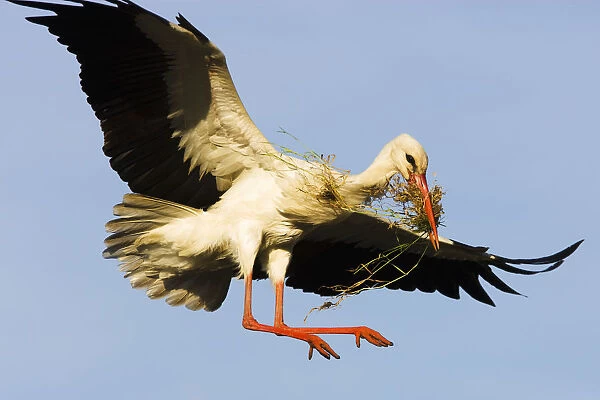 White stork (Ciconia Ciconia) landing on nest with building material, Pont du Gau
