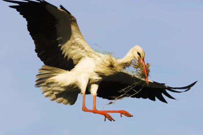 Framed Print : White stork (Ciconia Ciconia) landing on nest with building material, Pont du Gau