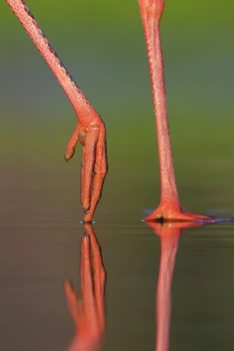 Framed Print : White stork (Ciconia ciconia) legs detail, Pusztaszer, Kiskunsagi National Park, Hungary. May