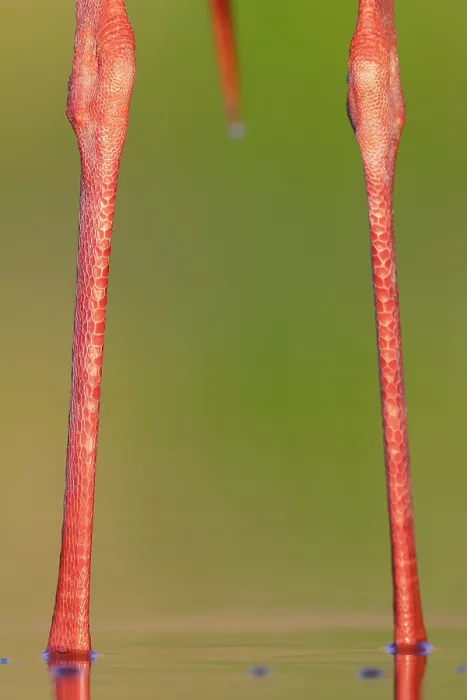 Framed Print : White stork (Ciconia ciconia) legs detail, Pusztaszer, Kiskunsagi National Park, Hungary. May