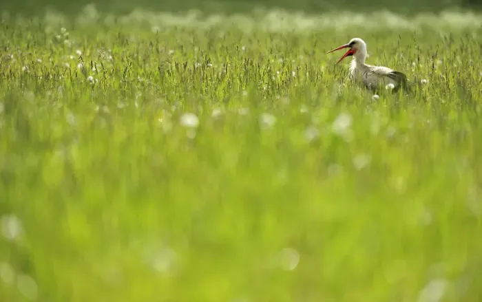 Framed Print : White stork (Ciconia ciconia) in long grass calling, Kurmene, Latvia, June 2009