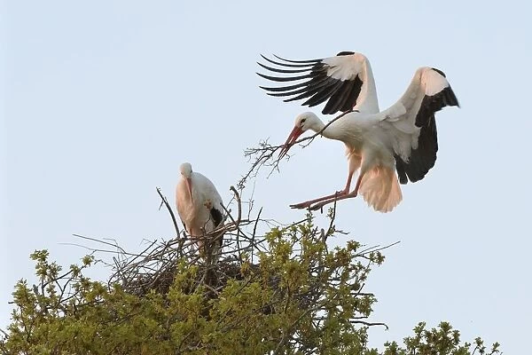 White stork (Ciconia ciconia) male landing with nest material and joining his mate