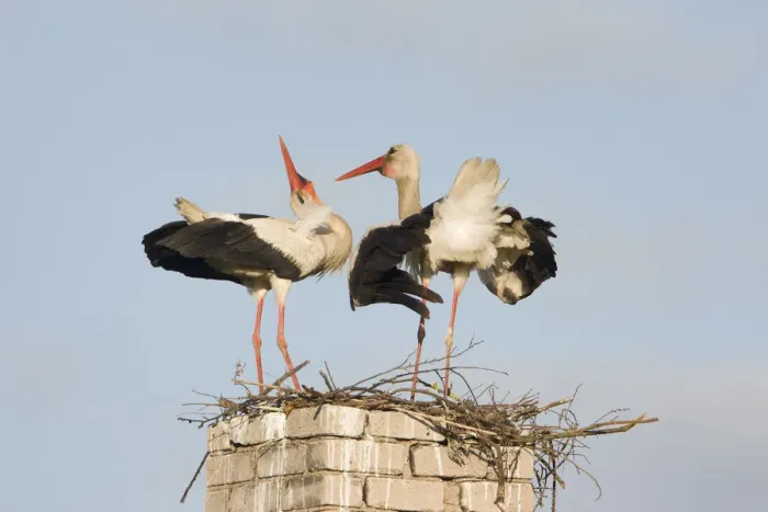 Framed Print : White stork (Ciconia ciconia) pair, courtship, at nest on old chimney, Rusne, Nemunas Regional Park