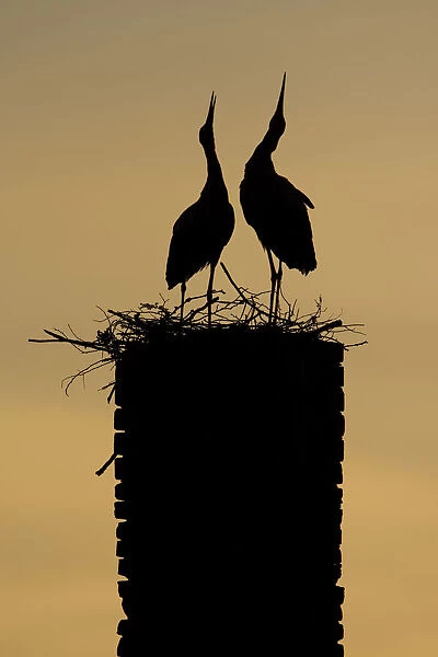 White stork (Ciconia ciconia) pair displaying, silhouetted at nest on old chimney