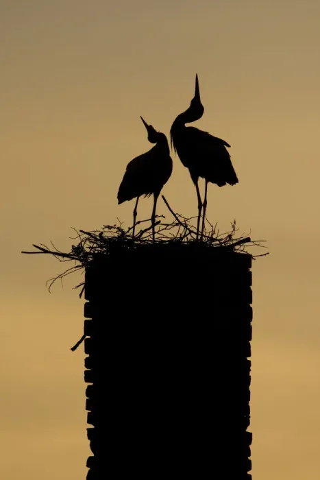 Framed Print : White stork (Ciconia ciconia) pair displaying, silhouetted at nest on old chimney