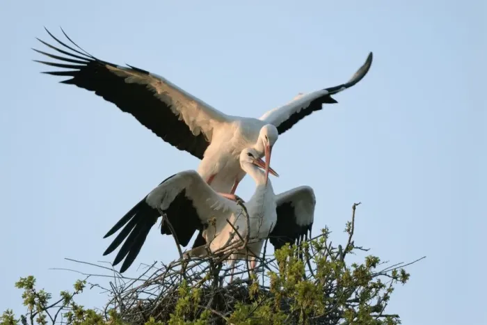Framed Print : White stork (Ciconia ciconia) pair mating on their nest at sunset, Knepp estate, Sussex