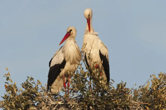 Framed Print : White stork (Ciconia ciconia) pair on nest, wetland reserve, Doana National & Natural Park