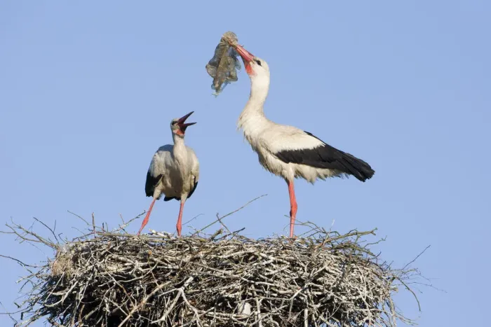Framed Print : White stork (Ciconia ciconia) pair at nest engaged in courtship display, male with nesting material