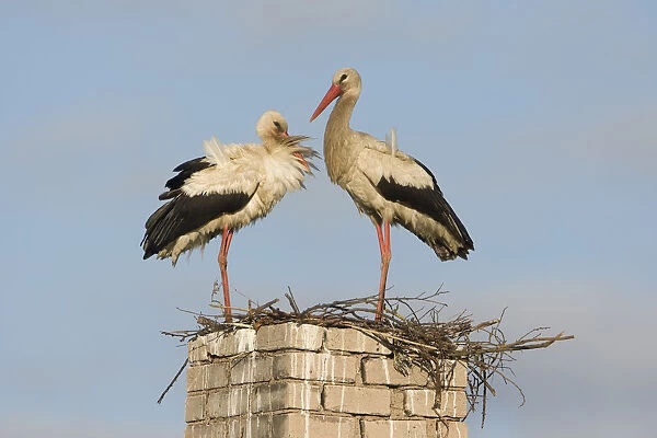 White stork (Ciconia ciconia) pair at nest on old chimney, Rusne, Nemunas Regional Park