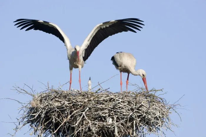 Framed Print : White stork (Ciconia ciconia) pair at nest site with chick, Lithuania, May 2009