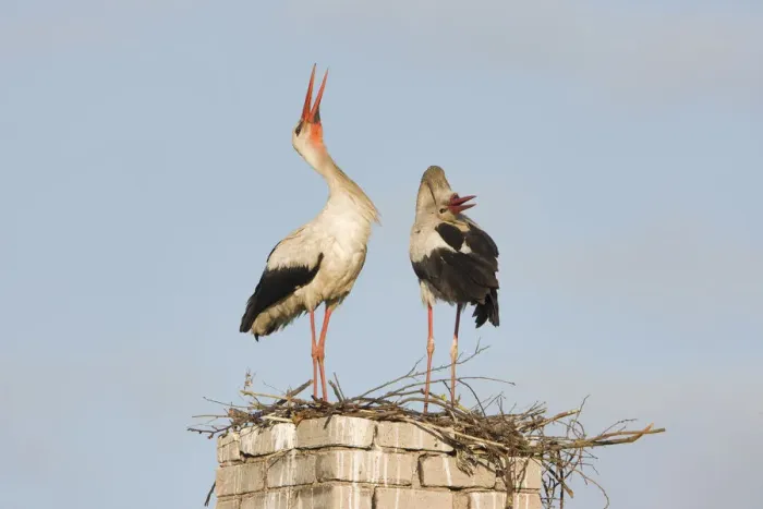 Framed Print : White stork (Ciconia ciconia) pair at nest site on old chimney, Rusne, Nemunas Regional Park