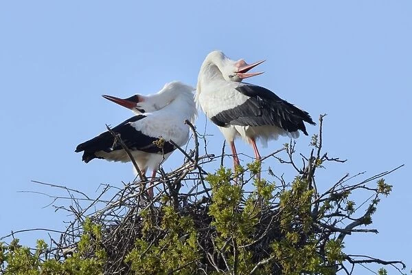 White stork (Ciconia ciconia) pair performing an up-down display with bill clattering