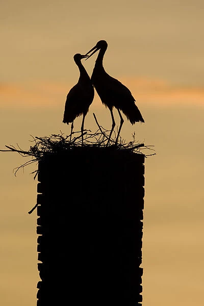White stork (Ciconia ciconia) pair silhouetted at nest on old chimney, Rusne, Nemunas Regional Park
