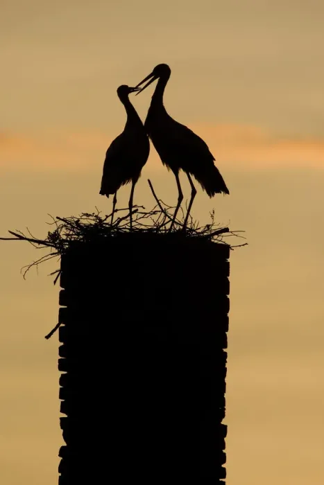 Framed Print : White stork (Ciconia ciconia) pair silhouetted at nest on old chimney, Rusne, Nemunas Regional Park