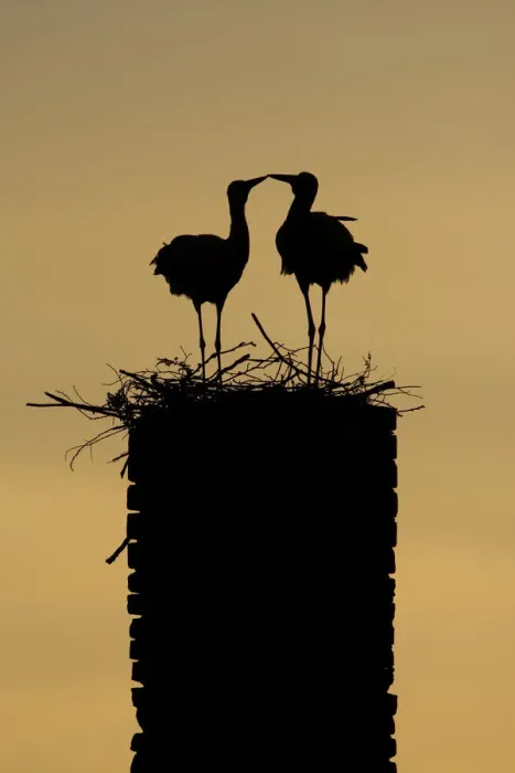 Framed Print : White stork (Ciconia ciconia) pair silhouetted at nest on old chimney, Rusne, Nemunas Regional Park