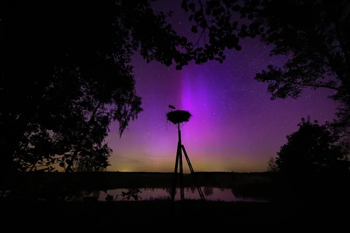 Framed Print : White stork (Ciconia ciconia) perched on artificial nest at night silhouetted against Aurora borealis across the night sky, Lower Silesia, Poland. May