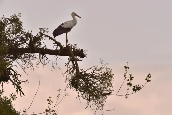 Framed Print : White Stork (Ciconia ciconia) perched on branch at sunset, Vendee, France, July
