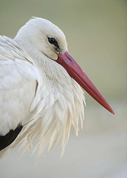 White stork (Ciconia ciconia) portrait, La Serena, Extremadura, Spain, March 2009
