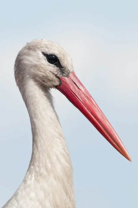 Framed Print : White stork (Ciconia ciconia) portrait, Prypiat area, Turov, Belarus, June 2009