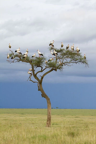 White stork (Ciconia ciconia) in tree, migrating towards Europe, Masai-Mara Game Reserve