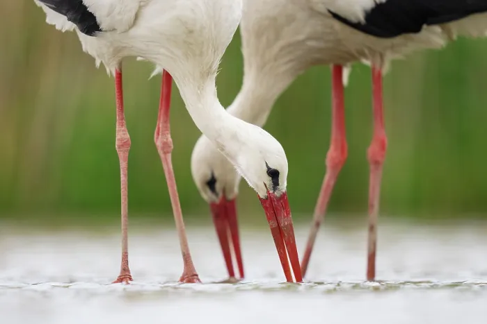 Framed Print : Two White storks (Ciconia ciconia) feeding in shallow water, Pusztaszer, Kiskunsagi National Park, Hungary. May